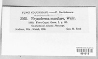 Physoderma maculare image